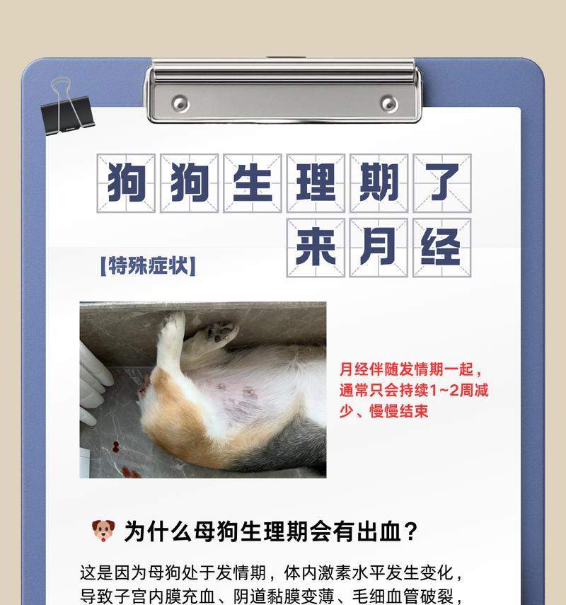 狗的怀孕周期及其影响因素解析（探究狗的月经周期、受孕时间和繁殖能力，）(图1)