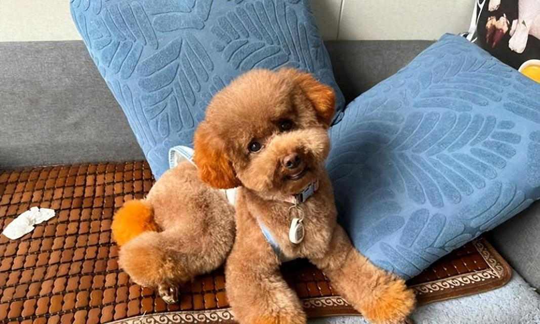 泰迪犬的指甲剪裁（宝贝泰迪剪指甲时间表及注意事项）(图2)