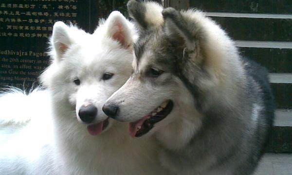 老狗与新狗的相处之道（如何使老狗和新狗融洽相处）(图2)