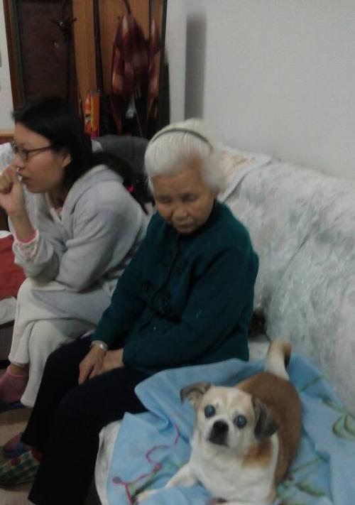 老狗与新狗的相处之道（如何使老狗和新狗融洽相处）(图3)