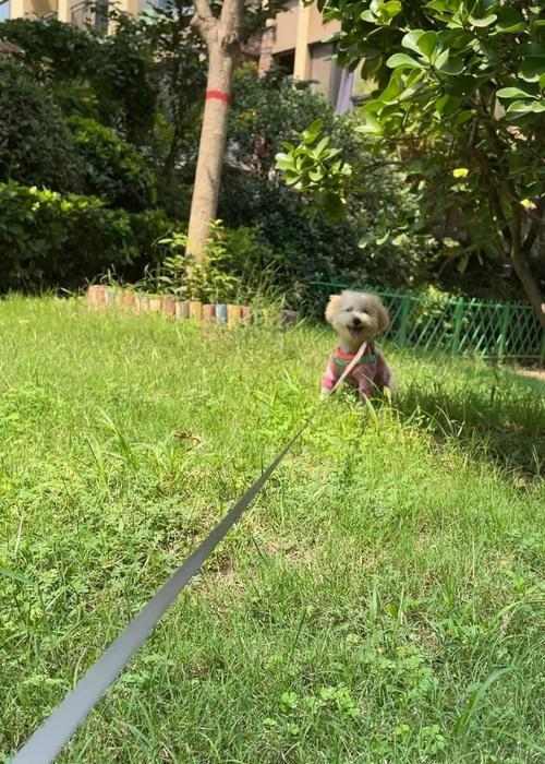 比熊泰迪串的寿命有多长？（探究比熊泰迪串的寿命影响因素及如何延长其寿命）(图2)