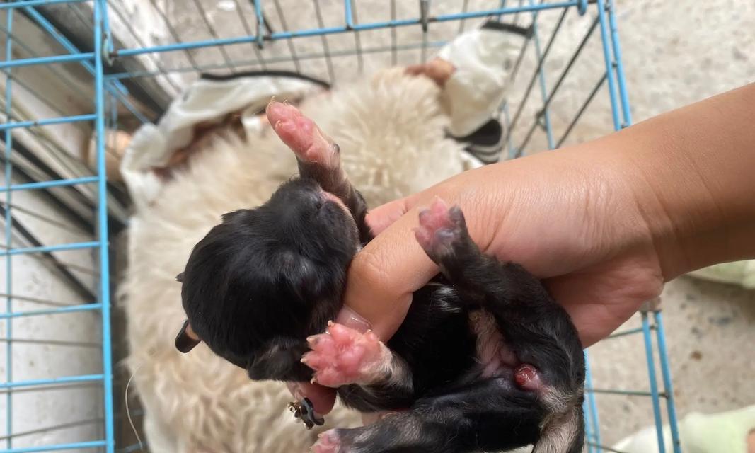 比熊泰迪串的寿命有多长？（探究比熊泰迪串的寿命影响因素及如何延长其寿命）(图3)