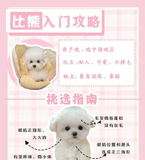 比熊泰迪串的寿命有多长？（探究比熊泰迪串的寿命影响因素及如何 - 新生家伴