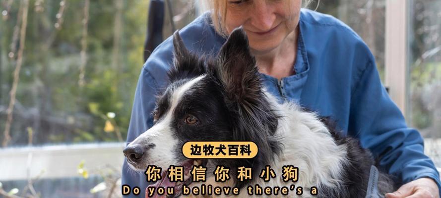 老狗与新狗的相处之道（如何使老狗和新狗融洽相处）(图1)