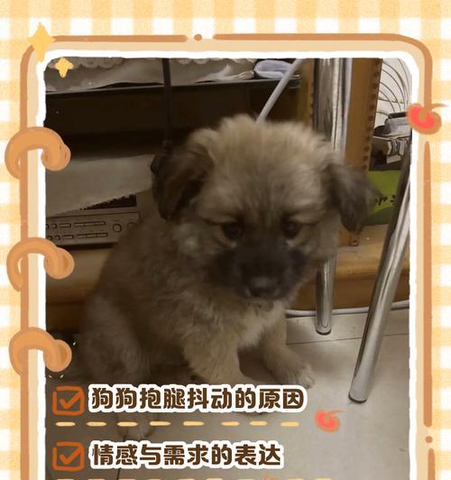 狗狗发抖的原因不仅仅是因为冷（探究狗狗发抖的多种原因，了解如何保持宠物的健康和安全）(图2)