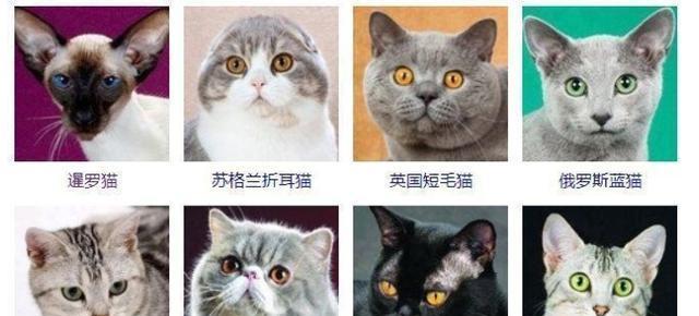 猫的世界(一起了解猫的多样性和迷人之处)(图2) 猫的世界(一起了解猫的多样性和迷人之处)(图2)