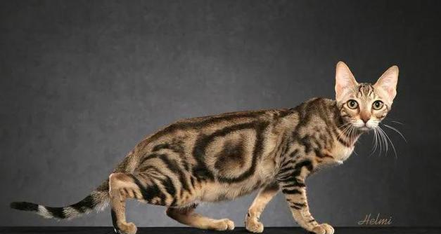 猫的世界(一起了解猫的多样性和迷人之处)(图3) 猫的世界(一起了解猫的多样性和迷人之处)(图3)