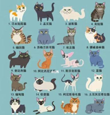 猫的世界（一起了解猫的多样性和迷人之处） - 新生家伴