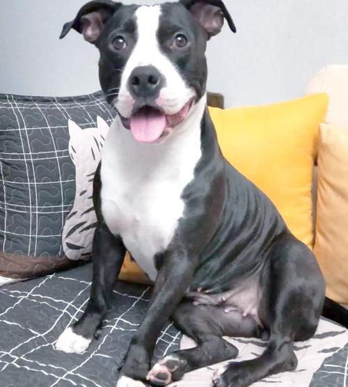 容易脱毛的狗狗品种大揭秘（探索哪些狗狗品种容易脱毛及如何有效应对）(图3)