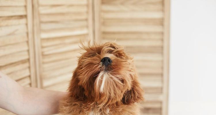 容易脱毛的狗狗品种大揭秘（探索哪些狗狗品种容易脱毛及如何有效应对）(图2)