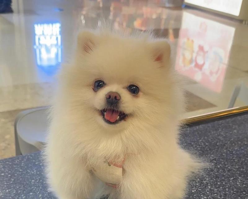 容易脱毛的狗狗品种大揭秘（探索哪些狗狗品种容易脱毛及如何有效 - 新生家伴