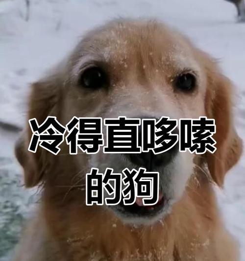 狗狗发抖的原因不仅仅是因为冷（探究狗狗发抖的多种原因，了解如何保持宠物的健康和安全）(图1)