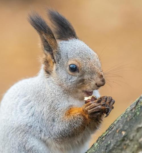 松鼠的冬季食物选择及其重要性(了解松鼠冬季食物选择的关键因素和适应策略)(图1) 松鼠的冬季食物选择及其重要性(了解松鼠冬季食物选择的关键因素和适应策略)(图1)