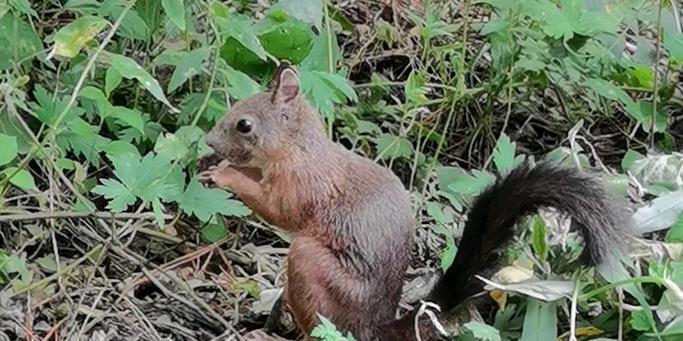 松鼠的冬季食物选择及其重要性(了解松鼠冬季食物选择的关键因素和适应策略)(图2) 松鼠的冬季食物选择及其重要性(了解松鼠冬季食物选择的关键因素和适应策略)(图2)