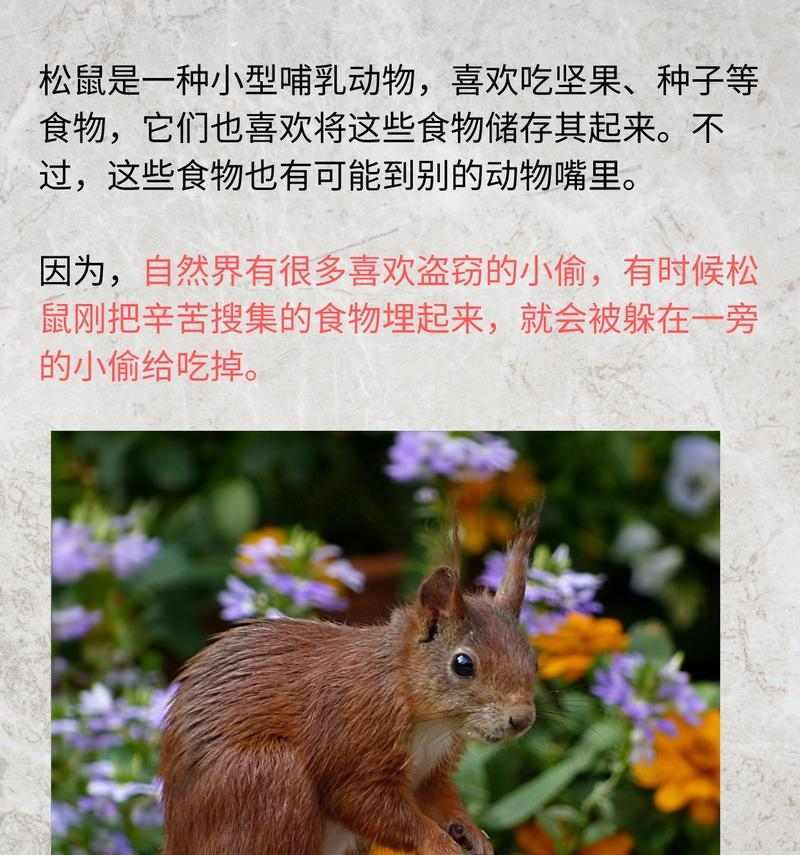 松鼠的冬季食物选择及其重要性(了解松鼠冬季食物选择的关键因素和适应策略)(图3) 松鼠的冬季食物选择及其重要性(了解松鼠冬季食物选择的关键因素和适应策略)(图3)