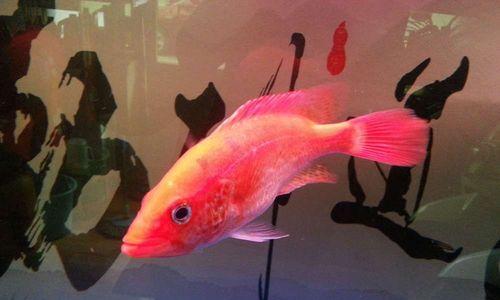 以罗汉跟什么混养好？（选择合适的伙伴是罗汉鱼健康生活的关键）(图3)