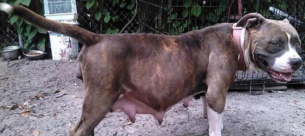 狗流产的原因及预防措施（探究狗流产的原因，了解预防措施）(图2)