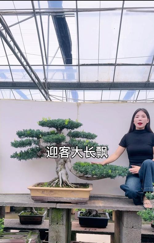 以罗汉跟什么混养好？（选择合适的伙伴是罗汉鱼健康生活的关键）(图1)