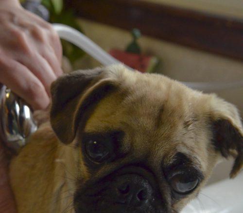 为什么我的狗狗不叫?(探寻狗狗不叫的原因及解决方法)(图1) 为什么我的狗狗不叫?(探寻狗狗不叫的原因及解决方法)(图1)