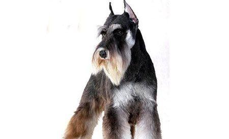 如何选择适合巨型雪纳瑞的狗粮？（了解巨型雪纳瑞的饮食需求，给你的宠物最佳的营养保障）(图3)