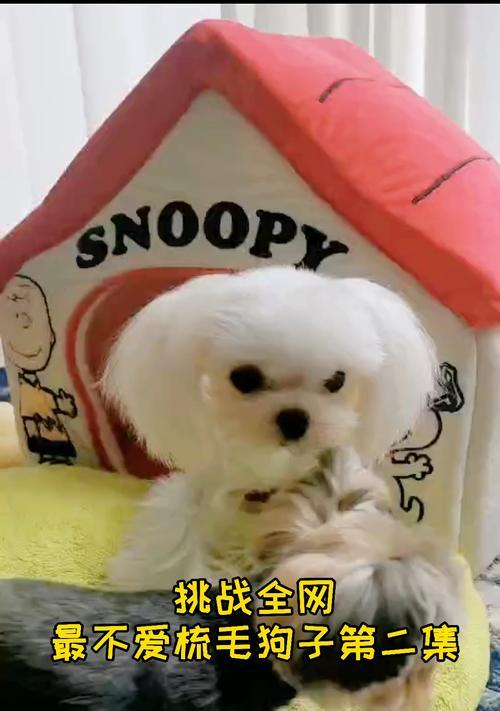 为什么我的狗狗不叫?(探寻狗狗不叫的原因及解决方法)(图2) 为什么我的狗狗不叫?(探寻狗狗不叫的原因及解决方法)(图2)