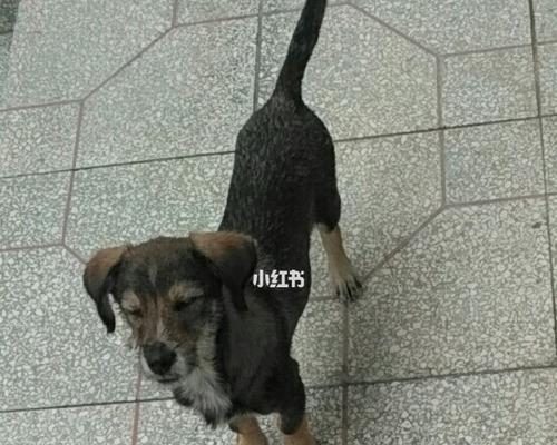 为什么我的狗狗不叫?(探寻狗狗不叫的原因及解决方法)(图3) 为什么我的狗狗不叫?(探寻狗狗不叫的原因及解决方法)(图3)