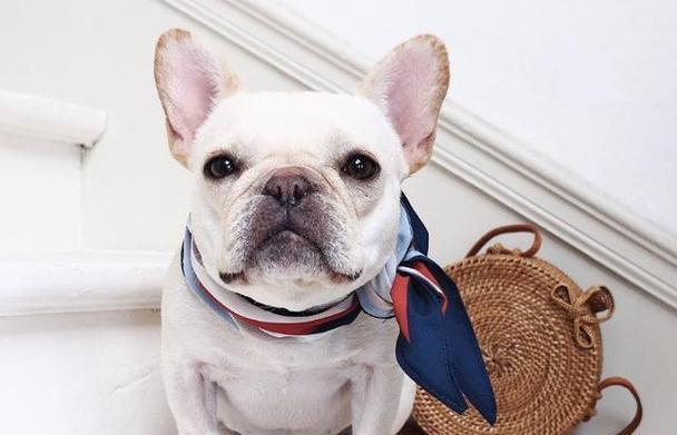 探究猛犬的体味之谜（以什么猛犬的体味小）(图3)