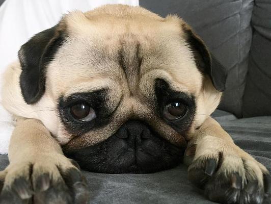 探究猛犬的体味之谜（以什么猛犬的体味小）(图2)