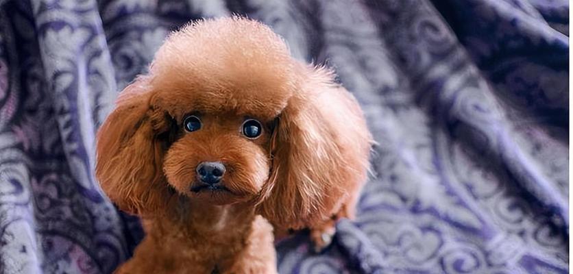 探究猛犬的体味之谜（以什么猛犬的体味小）(图1)