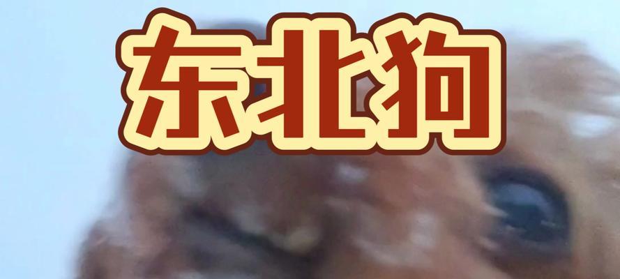 狗为什么喜欢闻女人?(揭秘狗嗅觉的神秘世界)(图2) 狗为什么喜欢闻女人?(揭秘狗嗅觉的神秘世界)(图2)