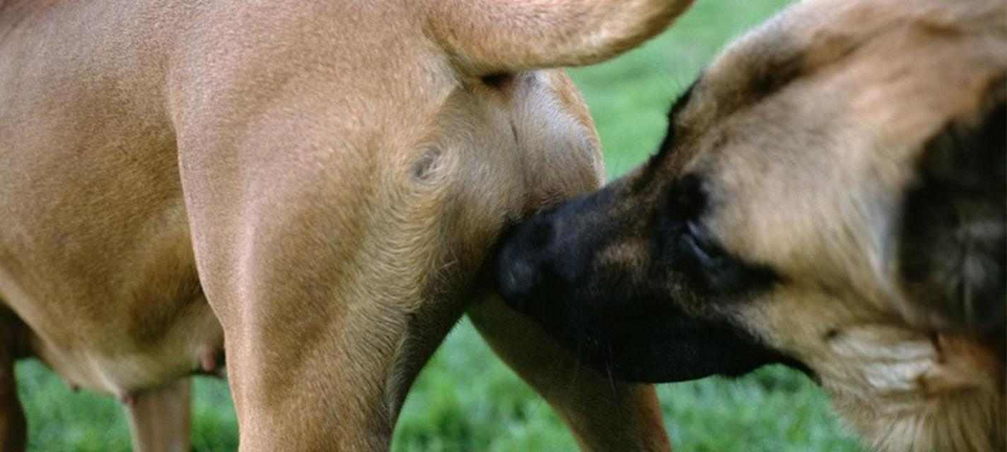 狗为什么喜欢闻女人?(揭秘狗嗅觉的神秘世界)(图1) 狗为什么喜欢闻女人?(揭秘狗嗅觉的神秘世界)(图1)