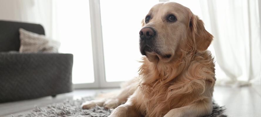 金毛独自在家的娱乐时光（探索室内世界的快乐时刻）(图3)