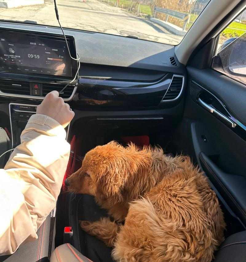 金毛独自在家的娱乐时光（探索室内世界的快乐时刻）(图2)