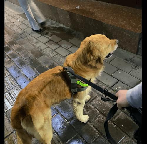 金毛独自在家的娱乐时光（探索室内世界的快乐时刻）(图1)