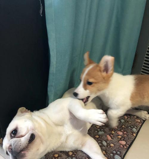 揭秘以狗耳朵翻了的真正含义(探究狗耳朵翻了的迷思与传说,解读神奇现象背后的秘密)(图1) 揭秘以狗耳朵翻了的真正含义(探究狗耳朵翻了的迷思与传说,解读神奇现象背后的秘密)(图1)