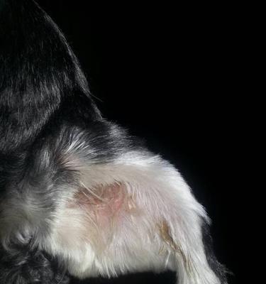 揭秘以狗耳朵翻了的真正含义(探究狗耳朵翻了的迷思与传说,解读神奇现象背后的秘密)(图3) 揭秘以狗耳朵翻了的真正含义(探究狗耳朵翻了的迷思与传说,解读神奇现象背后的秘密)(图3)