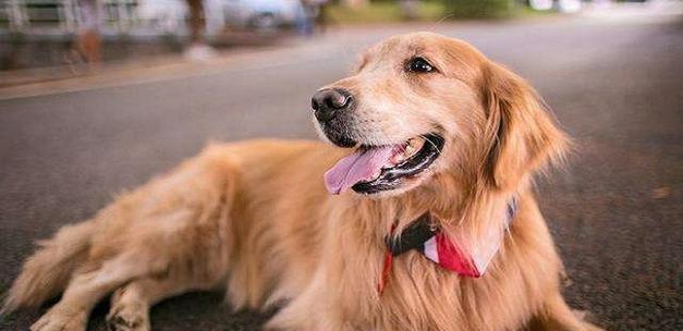 金毛幼犬的成长之路(探索金毛幼犬从小到大的成长和变化)(图1) 金毛幼犬的成长之路(探索金毛幼犬从小到大的成长和变化)(图1)