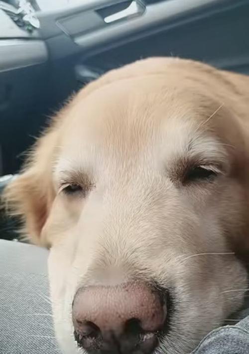 金毛幼犬的成长之路(探索金毛幼犬从小到大的成长和变化)(图2) 金毛幼犬的成长之路(探索金毛幼犬从小到大的成长和变化)(图2)