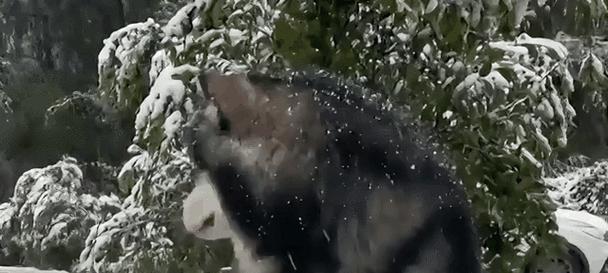 揭秘以狗耳朵翻了的真正含义(探究狗耳朵翻了的迷思与传说,解读神奇现象背后的秘密)(图2) 揭秘以狗耳朵翻了的真正含义(探究狗耳朵翻了的迷思与传说,解读神奇现象背后的秘密)(图2)