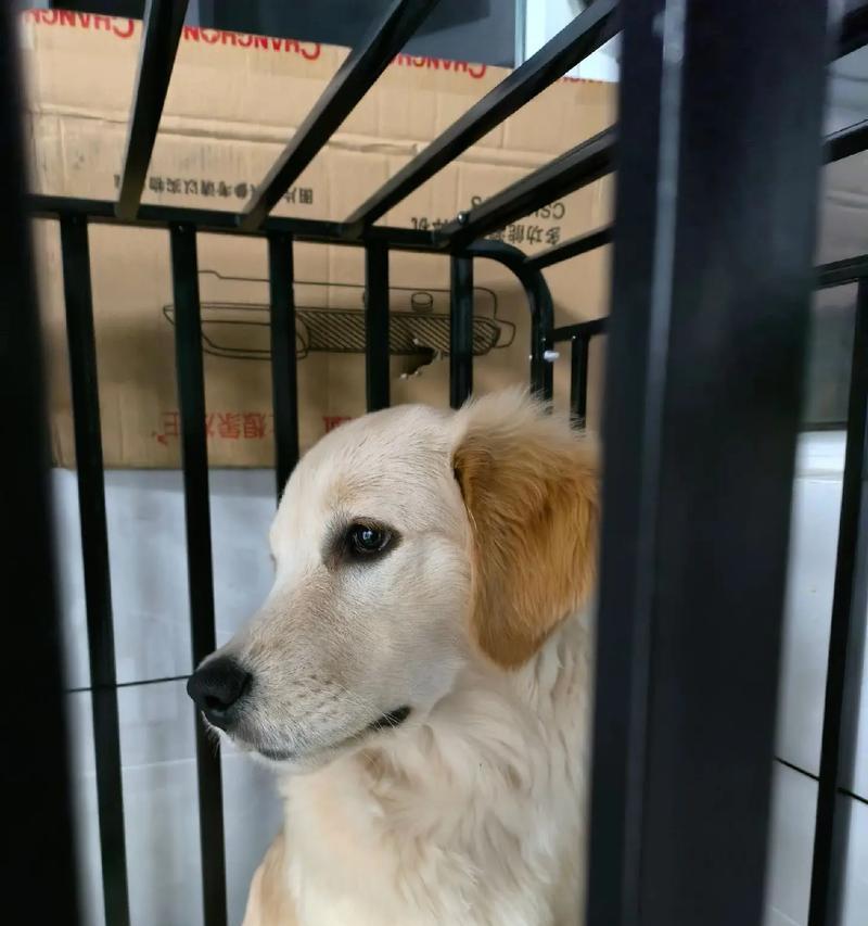 金毛幼犬的成长之路(探索金毛幼犬从小到大的成长和变化)(图3) 金毛幼犬的成长之路(探索金毛幼犬从小到大的成长和变化)(图3)