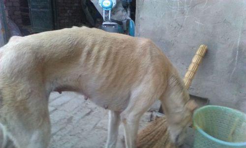 狗流产的原因及预防措施（探究狗流产的原因，了解预防措施）(图1)