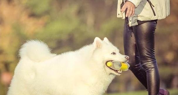 狗为什么喜欢闻女人?(揭秘狗嗅觉的神秘世界)(图3) 狗为什么喜欢闻女人?(揭秘狗嗅觉的神秘世界)(图3)