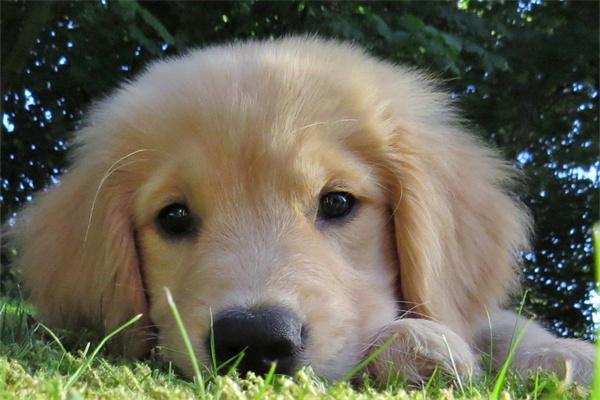 导盲犬是怎么训练出来的？(图1)