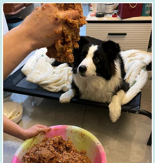 养边牧幼犬的喂食指南（边牧幼犬的合理饮食安排及注意事项）(图4)