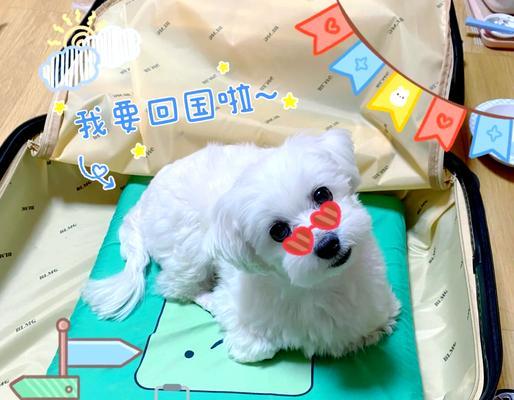 带狗旅行的航空公司选择指南（哪些航空公司可以带狗？带狗旅行前你需要了解的重要信息）(图1)