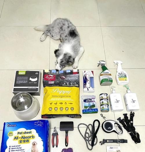 养边牧幼犬的喂食指南（边牧幼犬的合理饮食安排及注意事项）(图1)