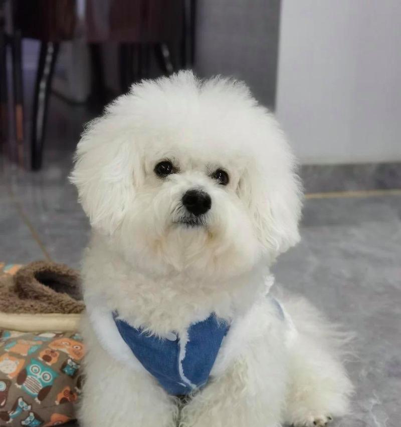 宠物世界的品种选择——你的理想伴侣（了解不同品种的宠物，找到适合自己的伙伴）(图2)