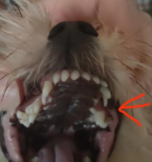 狗狗牙齿的生长与掉落（了解狗狗的牙齿生命周期及掉牙过程）(图2)