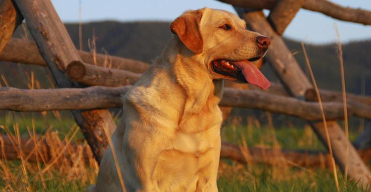 拉布拉多的合适喂食量(探讨拉布拉多每天最合适的喂食量及喂食技巧)(图1) 拉布拉多的合适喂食量(探讨拉布拉多每天最合适的喂食量及喂食技巧)(图1)