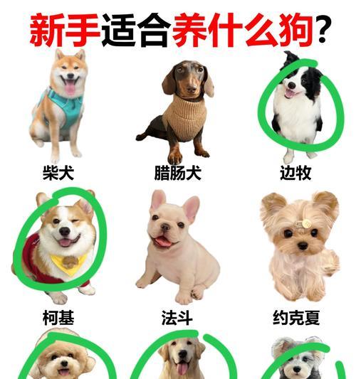 宠物世界的品种选择——你的理想伴侣（了解不同品种的宠物，找到适合自己的伙伴） - 新生家伴